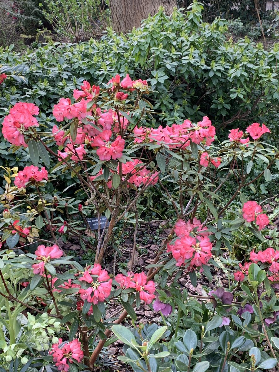 R. floccigerum pink R10959